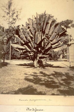 Baum der Reisenden (Ravenala Madagascariense. Sonn.), Rio de Janeiro