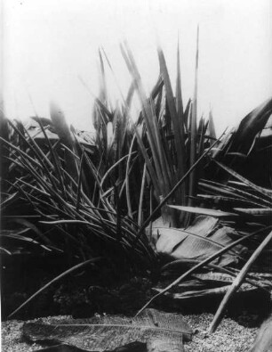Vegetation