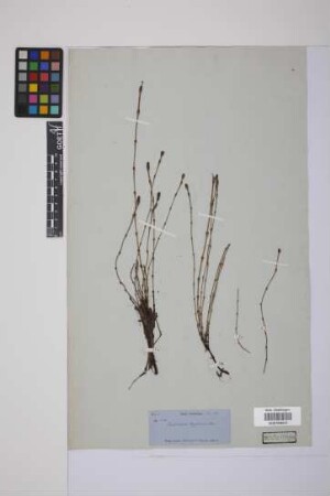 Equisetum bogotense Kunth