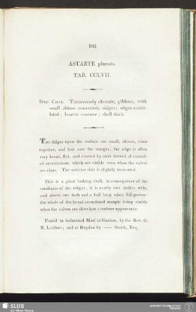Astarte planata. Tab. CCLVII