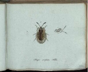 Tingis cristata Mihi [bis] Laphria gilva Fabr.