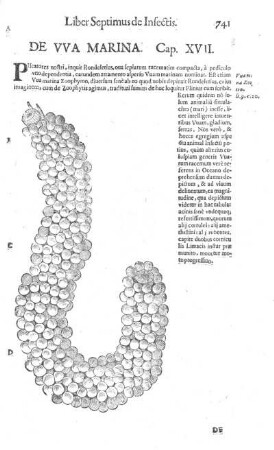 De Uva Marina. cap. XVII.