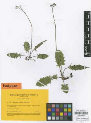 Hieracium exilicaule Gottschl. [isotype]