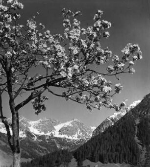 Mittelberg (Kleinwalsertal). Blühender Baum mit Blick gegen Schafalpköpfe