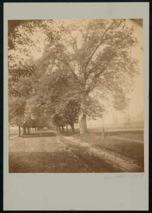 PA 6056, Lindenallee. Foto Sinner (1867)