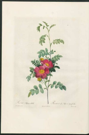 Rosa Alpina debilis. Rosier des Alpes à tiges foibles. Bessin sculp.