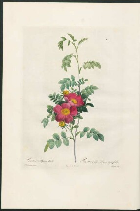 Rosa Alpina debilis. Rosier des Alpes à tiges foibles. Bessin sculp.
