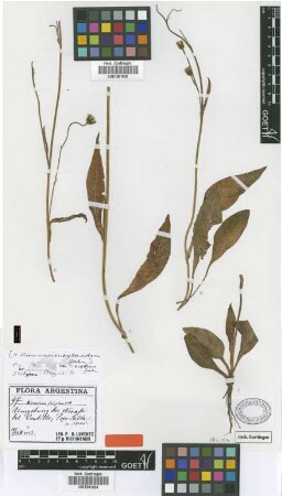 Hieracium frigidum Wedd.