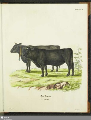Bos Taurus. d) alpestris