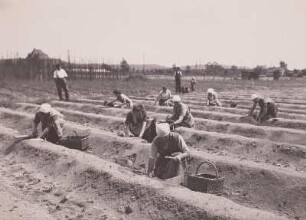 Weinböhla, Spargel-Plantage. Frauen beim Stechen des Spargels