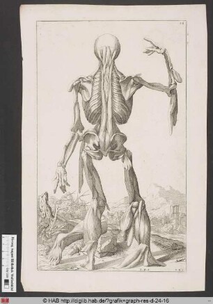 Darstellung des Skeletts und Muskelaufbaus eines Mannes mit teilweise abgeschälten Muskelpartien in der Rückenansicht.