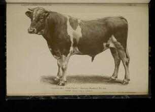 Tafel XI. Guernsey-Stier "Emin Pascha"