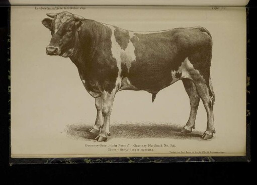 Tafel XI. Guernsey-Stier "Emin Pascha"