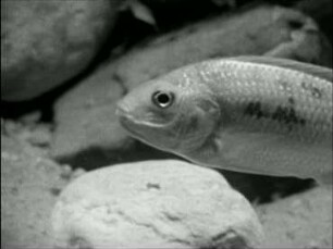 Tilapia variabilis (Cichlidae) - Brutpflege