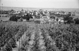 Seefelden: Weinberge bei Seefelden; mit Ort