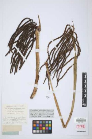 Chamaedorea flavovirens H.Wendl.[type]