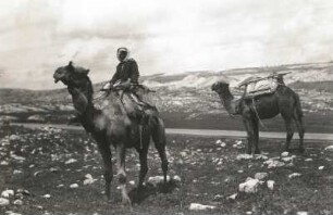 Ägypten. Arabischer Karawanenführer auf einem Dromedar