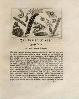 Die dritte Klasse. Insekten mit bestäubten Flügeln.