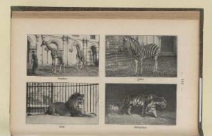 Zebra