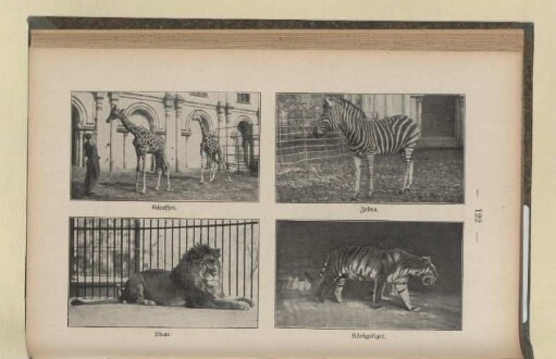 Zebra