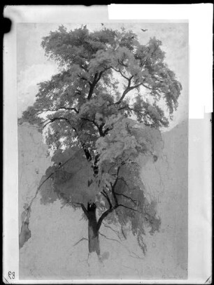 Baum