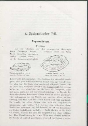 A. Systematischer Teil.