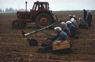 Spargelerntewagen für Grünspargel
