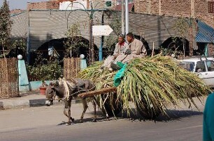 Luxor - Eselskarren mit Zuckerrohr