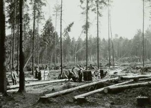 Moritzburg - Radeberger Platte. Aufräumungsarbeiten nach Sturmschäden vom 4. Juli 1929
