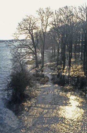 Überflutetes Vorland der Elbe