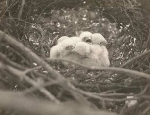 Europa. Turmfalke (Falco tinnunculus). 1 Tag alte Junge im Horst