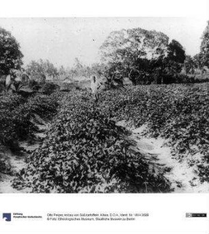 Anbau von Süßkartoffeln. Kilwa. D.O.A.
