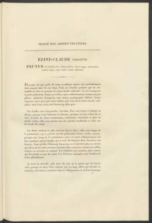 Reine-Claude. Violette. Prunus Claudiana Violacea ...