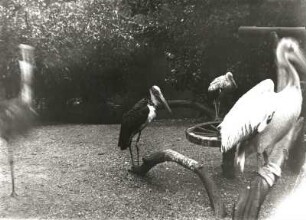 Zoologischer Garten Leipzig. Stelzvogelufer, Freigehege. Marabu (Leptoptilus crumenifer), Weißstorch (Ciconia ciconia) und Rosapelikan (Pelecanus onocrotalus) in einem Freigehege
