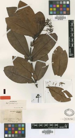 Wallenia grisebachii Mez