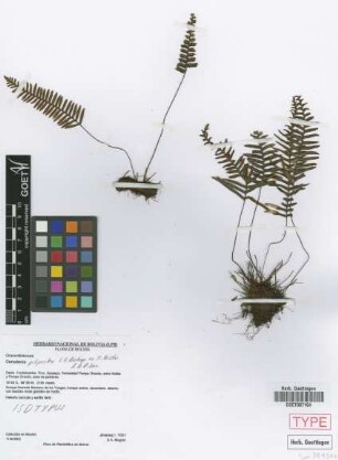 Ceradenia pilipecten L.E.Bishop ex M. Kessler & A.R.Sm. [isotype]