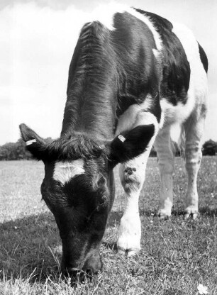 Ein Kalb auf einer Weide in Holstein. Es lässt sich das Gras schmecken