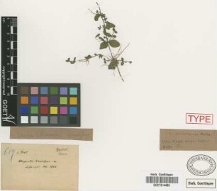 Herpestis humifusa Griseb.[isotype]
