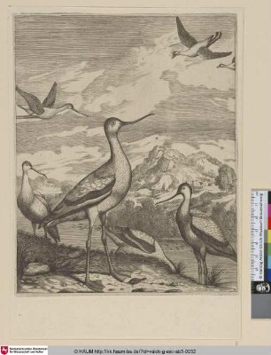 [Uferschnepfe; Black-tailed Godwit]