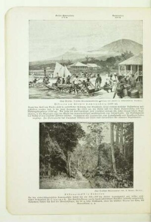 Küstenurwald in Kamerun