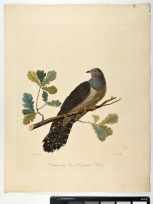 Cuculus canorus. Linn. Der gemeine Kukuk. - Kukuk. Cunculus canorus; mas. - Zeichner: Ambrosius Gabler. Stecher: Dieterich