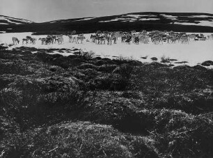 Archivfotografie "motive_tiere_wild_rentiere_3534"