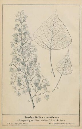 Populus italica x candicans