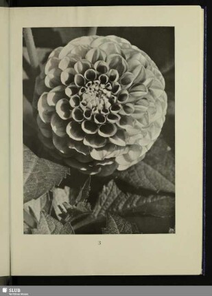 Georgine