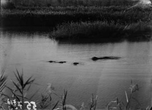 Flusspferd : Flusspferde in einem Gewässer im Nationalpark.