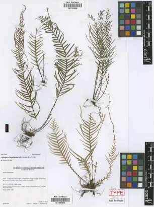 Lellingeria flagellipinnata M.Kessler & A.R.Sm. [paratype]