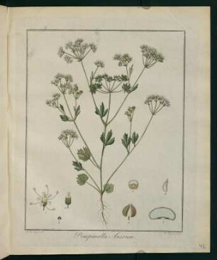 42r, Pimpinella Anisum
