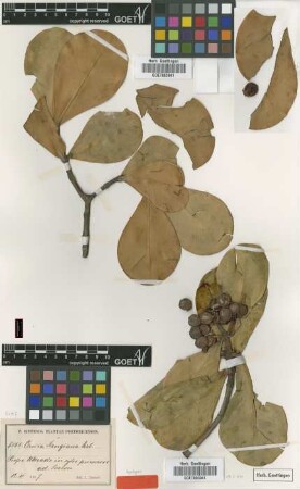 Clusia krugiana Urb. [syntype]