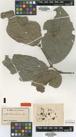Salacia zenkeri Loes. [syntype]