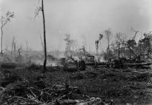 Waldbrand : Die noch qualmenden Reste eines Waldes nach einem Waldbrand.